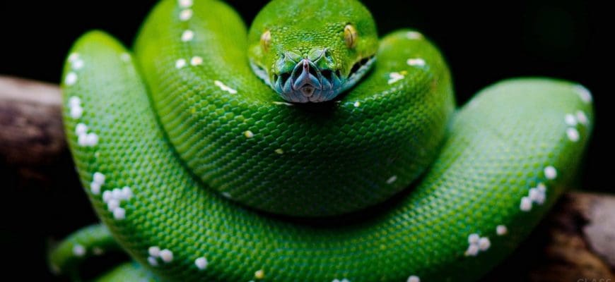 Python — это объектно-ориентированный язык программирования, созданный Гвидо Россумом в 1989 году. Он идеально подходит для быстрого прототипирования сложных приложений. Он имеет интерфейсы ко многим системным вызовам и библиотекам ОС и расширяем до C или C++. Многие крупные компании используют язык программирования Python, включая NASA, Google, YouTube, BitTorrent и др.